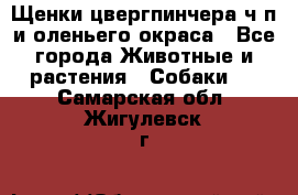 Щенки цвергпинчера ч/п и оленьего окраса - Все города Животные и растения » Собаки   . Самарская обл.,Жигулевск г.